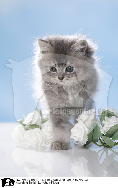 standing British Longhair Kitten / RR-101651