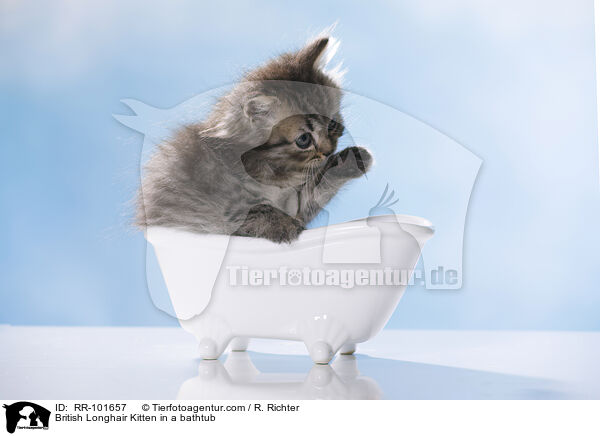 British Longhair Kitten in a bathtub / RR-101657
