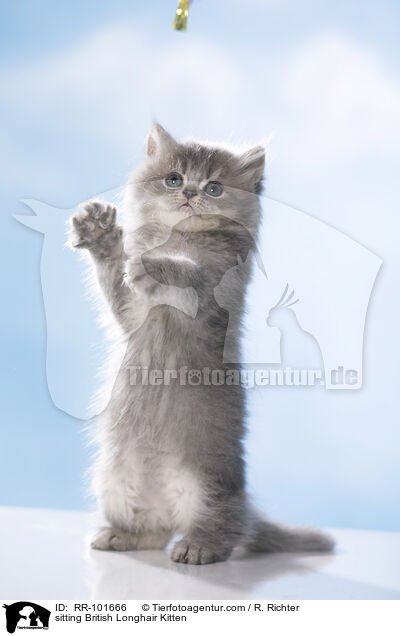 sitting British Longhair Kitten / RR-101666