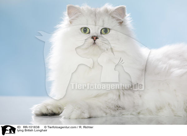 lying British Longhair / RR-101838