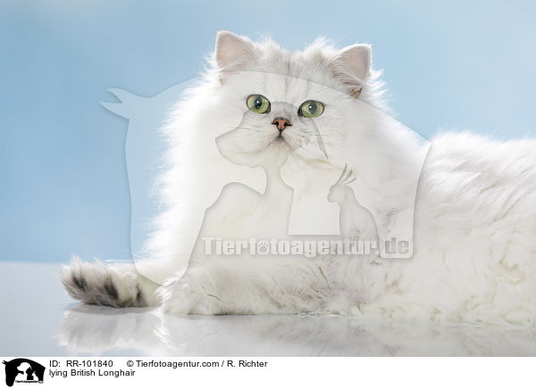 lying British Longhair / RR-101840