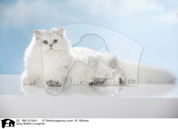 liegende Britisch Langhaar / lying British Longhair / RR-101841