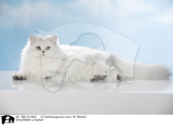 lying British Longhair / RR-101842