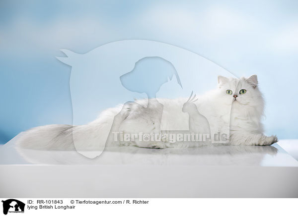 liegende Britisch Langhaar / lying British Longhair / RR-101843