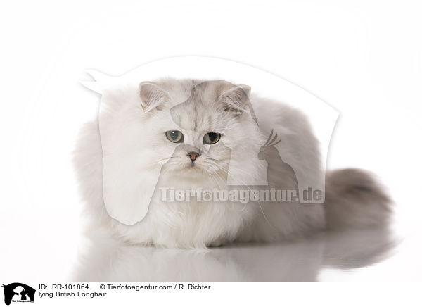 lying British Longhair / RR-101864