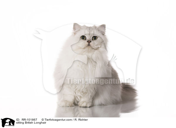 sitzende Britisch Langhaar / sitting British Longhair / RR-101867