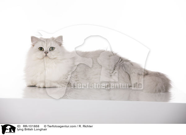 liegende Britisch Langhaar / lying British Longhair / RR-101868