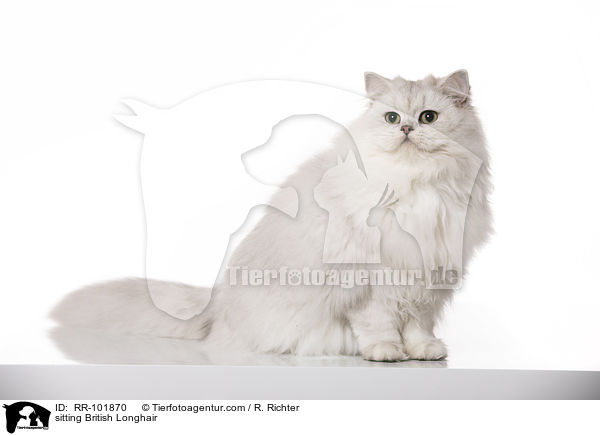 sitzende Britisch Langhaar / sitting British Longhair / RR-101870