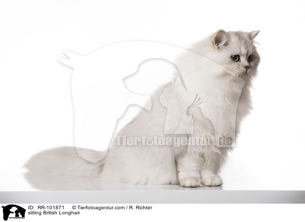 sitting British Longhair / RR-101871