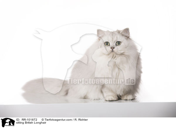 sitting British Longhair / RR-101872