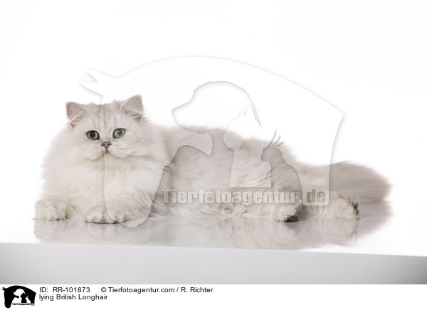 liegende Britisch Langhaar / lying British Longhair / RR-101873