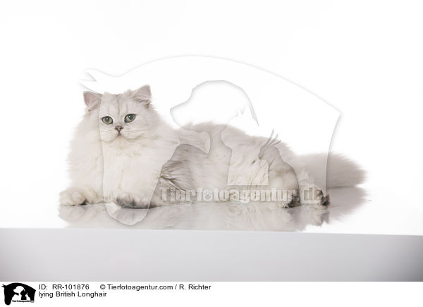 lying British Longhair / RR-101876