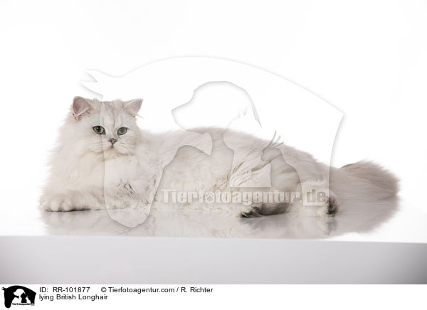 lying British Longhair / RR-101877