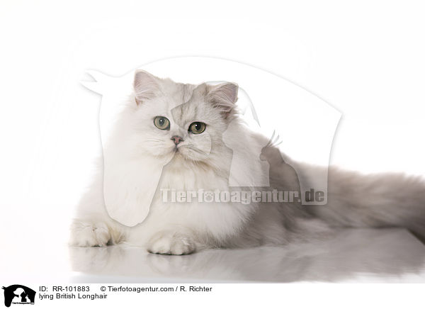 lying British Longhair / RR-101883