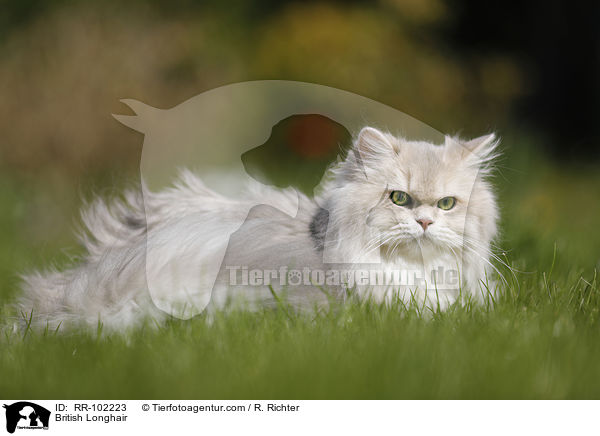 British Longhair / RR-102223