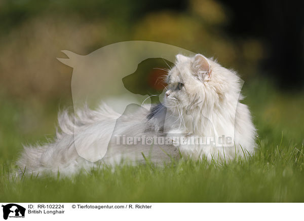 British Longhair / RR-102224
