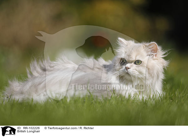 British Longhair / RR-102226
