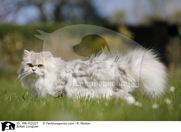 British Longhair / RR-102227