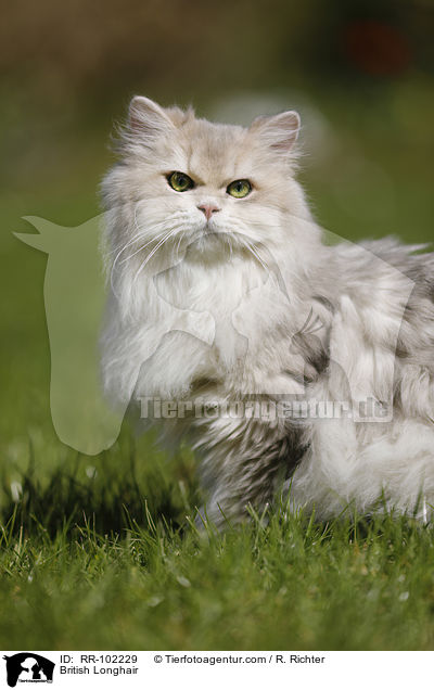 British Longhair / RR-102229