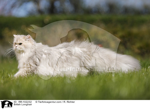 British Longhair / RR-102232