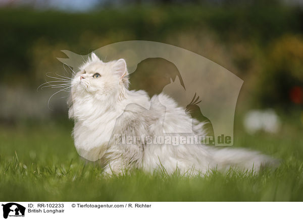 British Longhair / RR-102233