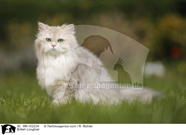 British Longhair / RR-102234