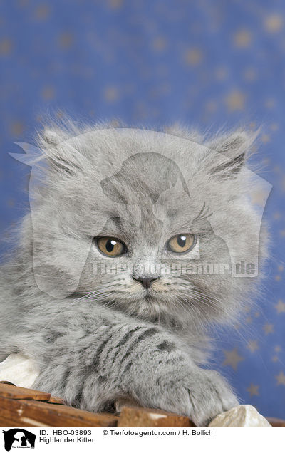 Highlander Kitten / HBO-03893