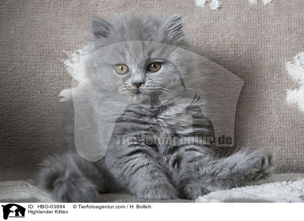 Highlander Kitten / HBO-03894