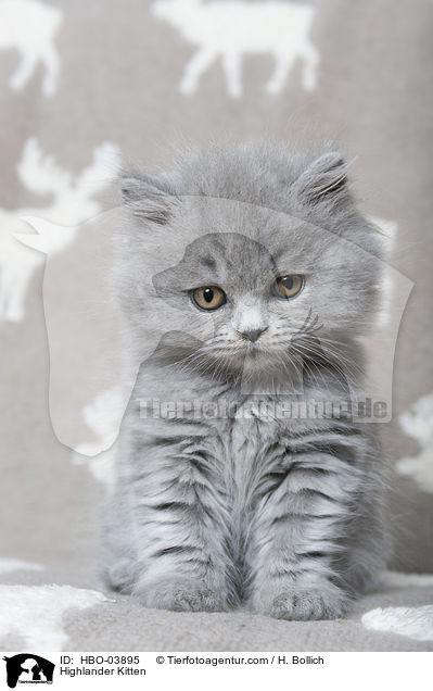 Highlander Kitten / HBO-03895