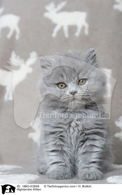 Highlander Kitten / HBO-03896