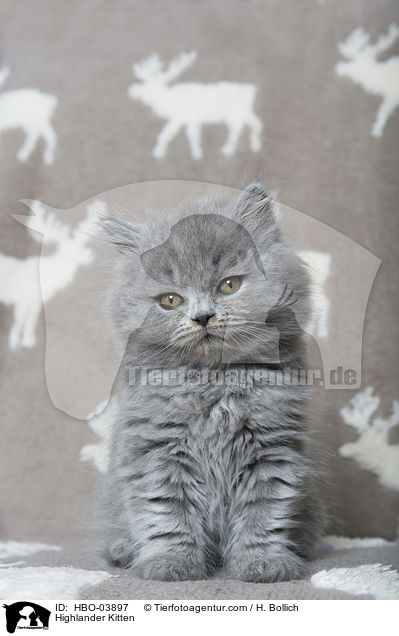 Highlander Kitten / HBO-03897