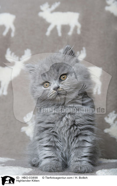 Highlander Kitten / HBO-03898