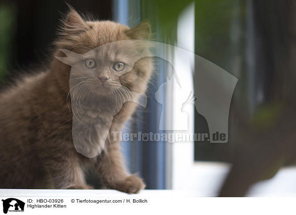 Highlander Kitten / HBO-03926