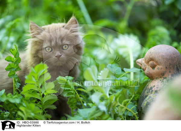 Highlander Ktzchen / Highlander Kitten / HBO-03986