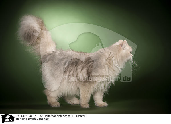 standing British Longhair / RR-103607