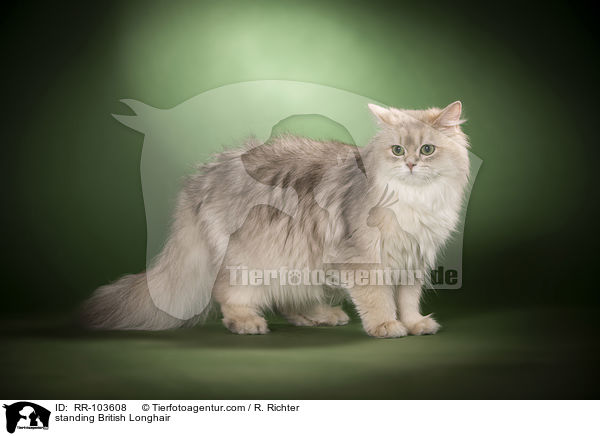 standing British Longhair / RR-103608