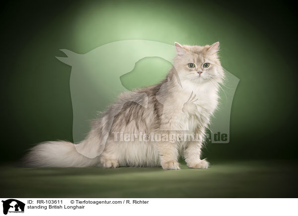 stehende Britisch Langhaar / standing British Longhair / RR-103611