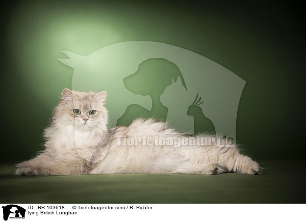 liegende Britisch Langhaar / lying British Longhair / RR-103618