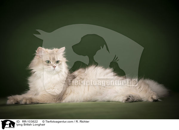 liegende Britisch Langhaar / lying British Longhair / RR-103622