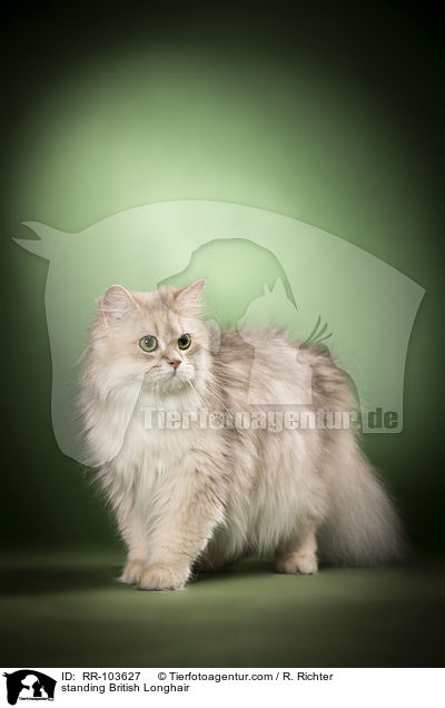 stehende Britisch Langhaar / standing British Longhair / RR-103627