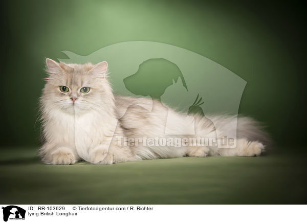 lying British Longhair / RR-103629