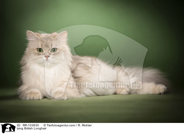 lying British Longhair / RR-103630