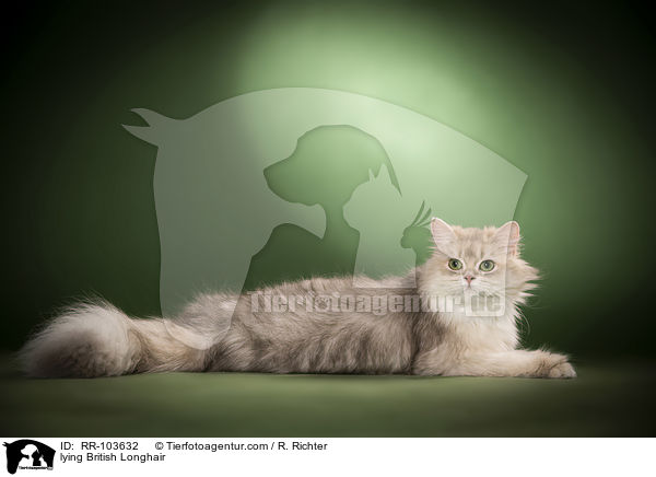 lying British Longhair / RR-103632