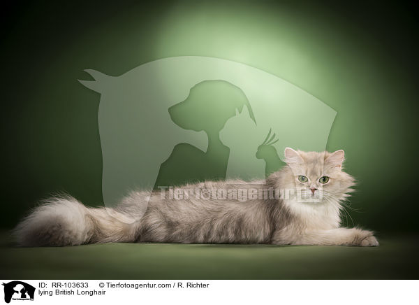 liegende Britisch Langhaar / lying British Longhair / RR-103633