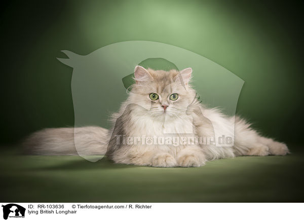 lying British Longhair / RR-103636