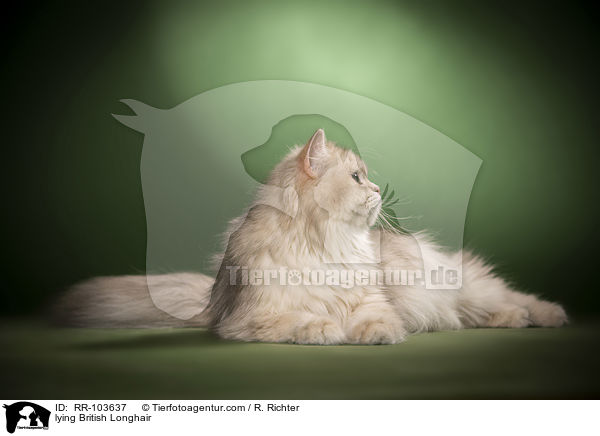 lying British Longhair / RR-103637