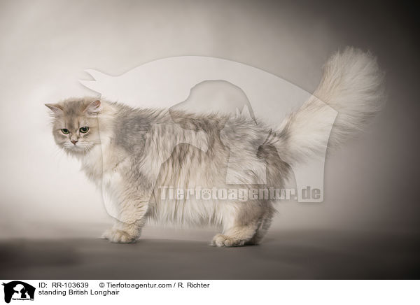 stehende Britisch Langhaar / standing British Longhair / RR-103639