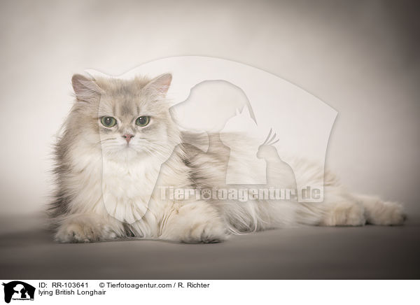 liegende Britisch Langhaar / lying British Longhair / RR-103641