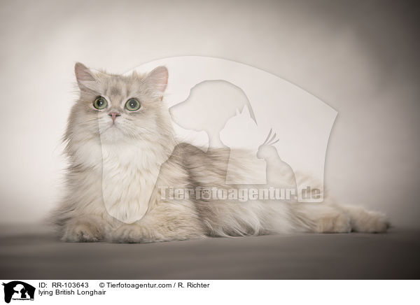 liegende Britisch Langhaar / lying British Longhair / RR-103643