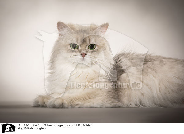 lying British Longhair / RR-103647